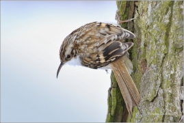 <p>ŠOUPÁLEK DLOUHOPRSTÝ (Certhia familiaris) Rychnov u Jbc.n.N. /Eurasian treecreeper - Waldbaumläufer/
</p>